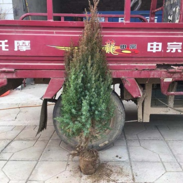 塔侩，望都塔桧，刺柏，圆柏，四季常绿，成活率高