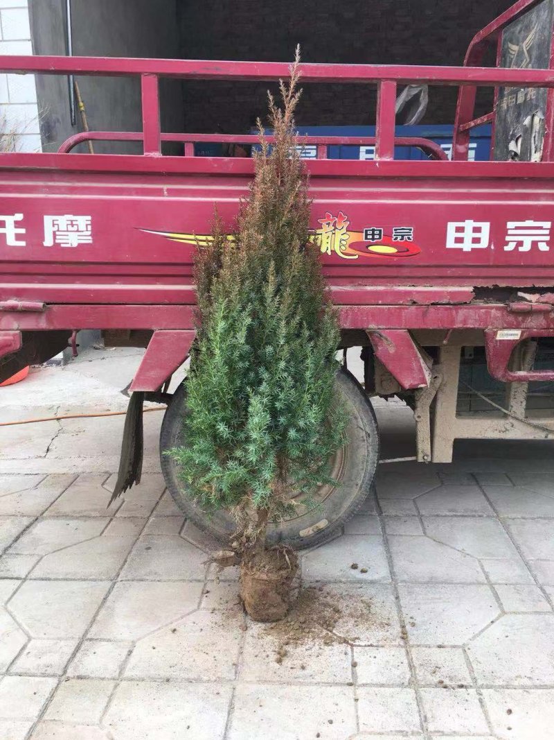 塔侩，望都塔桧，刺柏，圆柏，四季常绿，成活率高