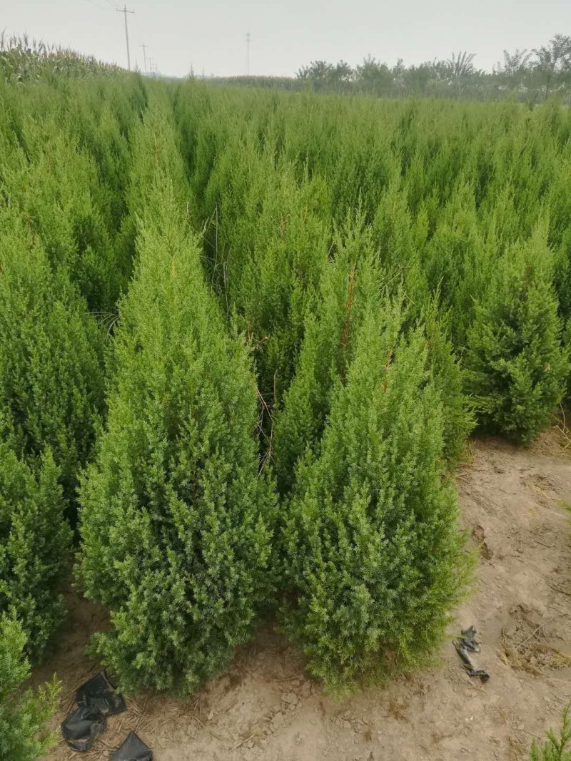 塔侩，望都塔桧，刺柏，圆柏，四季常绿，成活率高