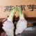 广西正宗荔浦芋头种苗大量供应紫色槟榔花纹