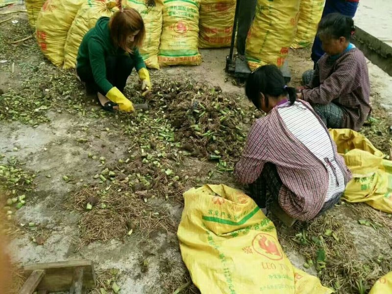 广西正宗荔浦芋头种苗大量供应紫色槟榔花纹