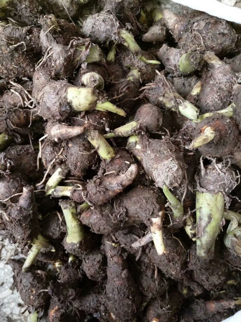 广西正宗荔浦芋头种苗大量供应紫色槟榔花纹
