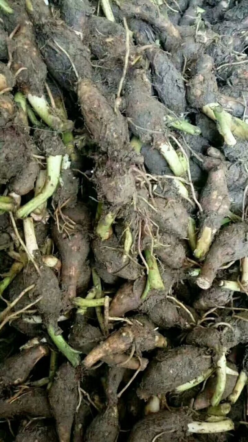 广西正宗荔浦芋头种苗大量供应紫色槟榔花纹