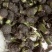 广西正宗荔浦芋头种苗大量供应紫色槟榔花纹