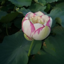 江西省广昌县精品荷花种苗基地直销
