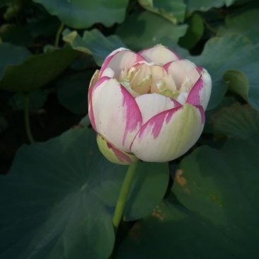 江西省广昌县精品荷花种苗基地直销
