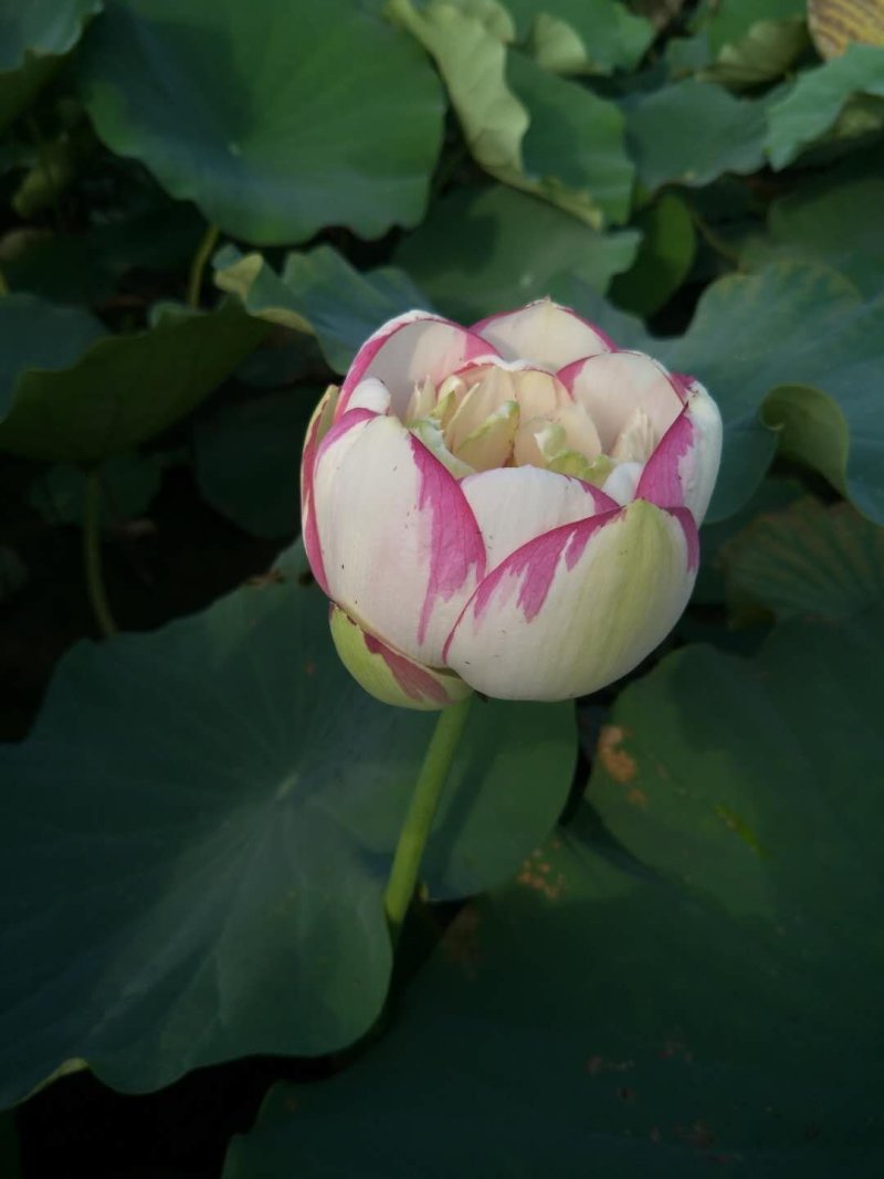 江西省广昌县精品荷花种苗基地直销