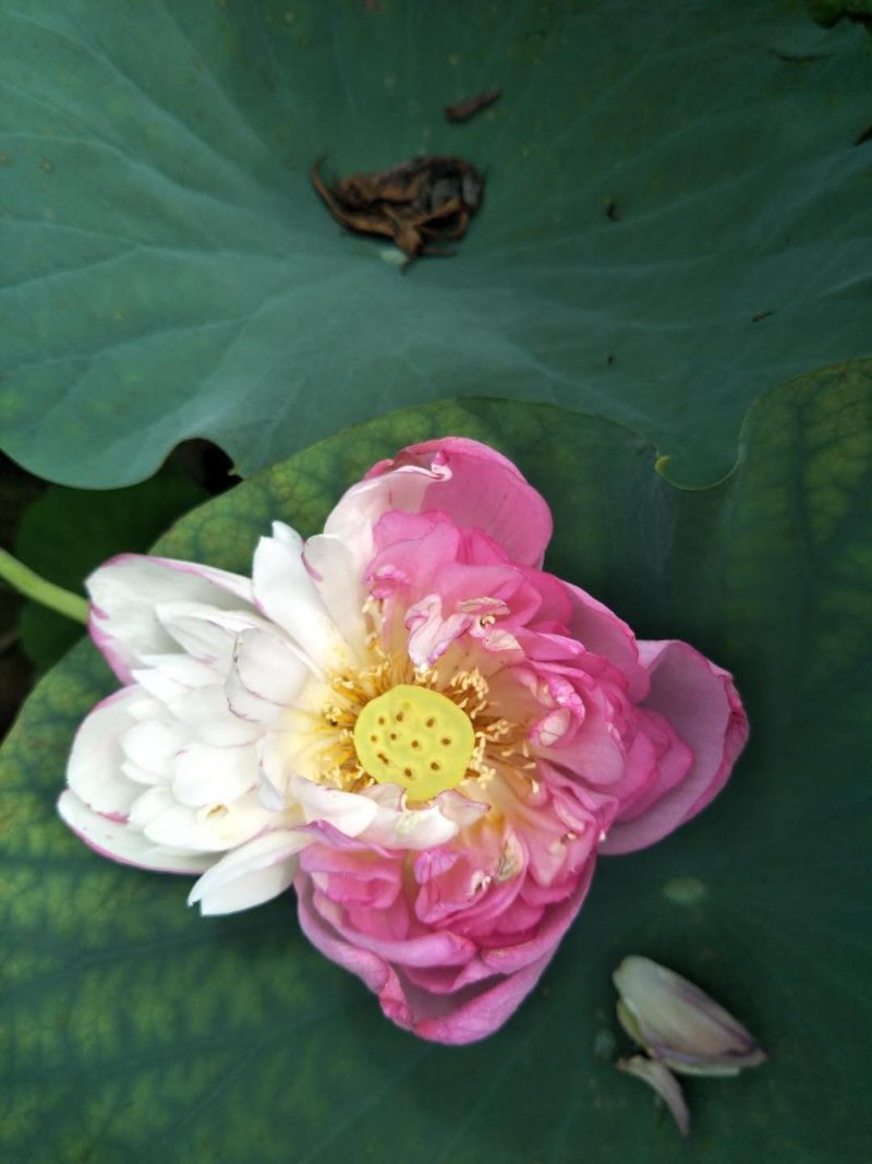江西省广昌县精品荷花种苗基地直销