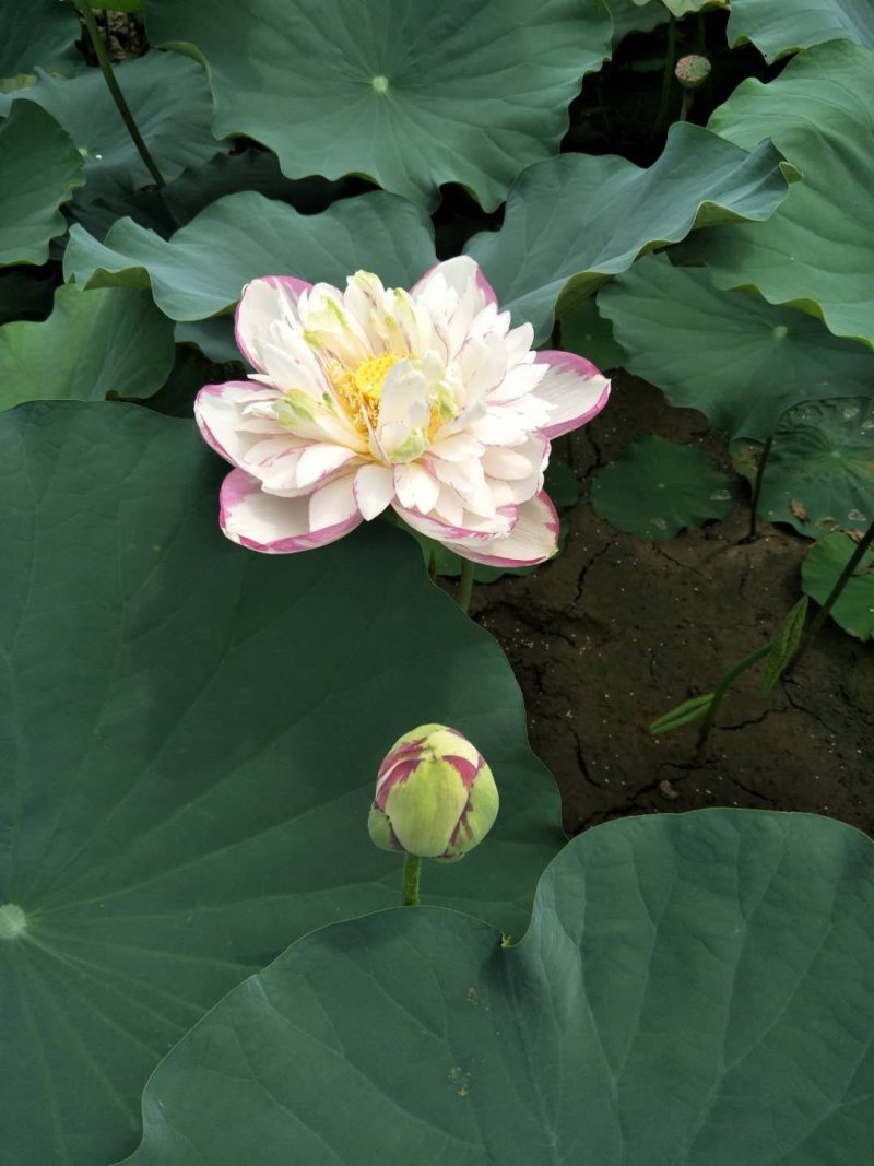 江西省广昌县精品荷花种苗基地直销
