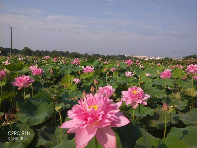 江西省广昌县精品荷花种苗基地直销