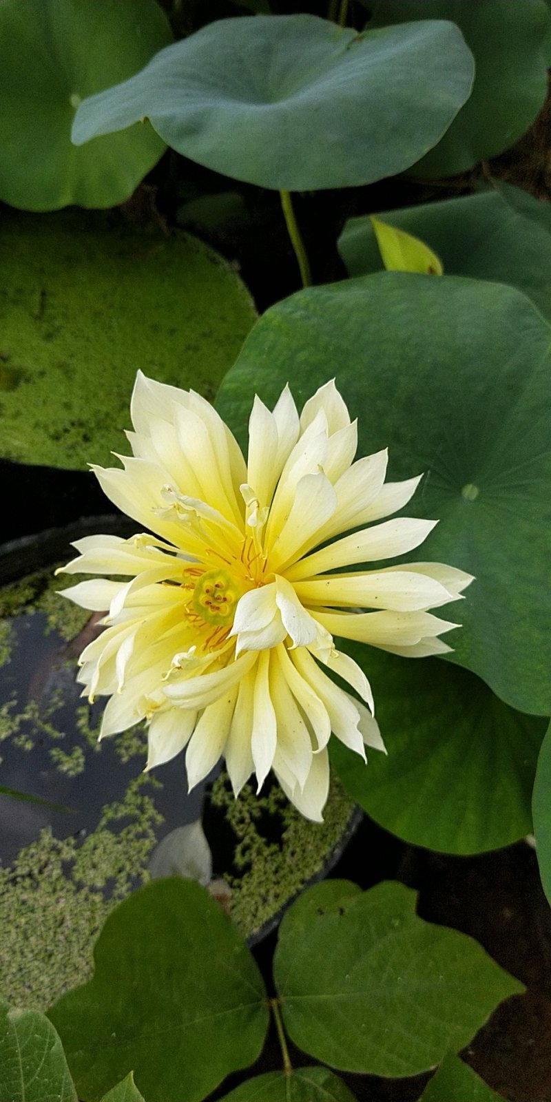 江西省广昌县精品荷花种苗基地直销