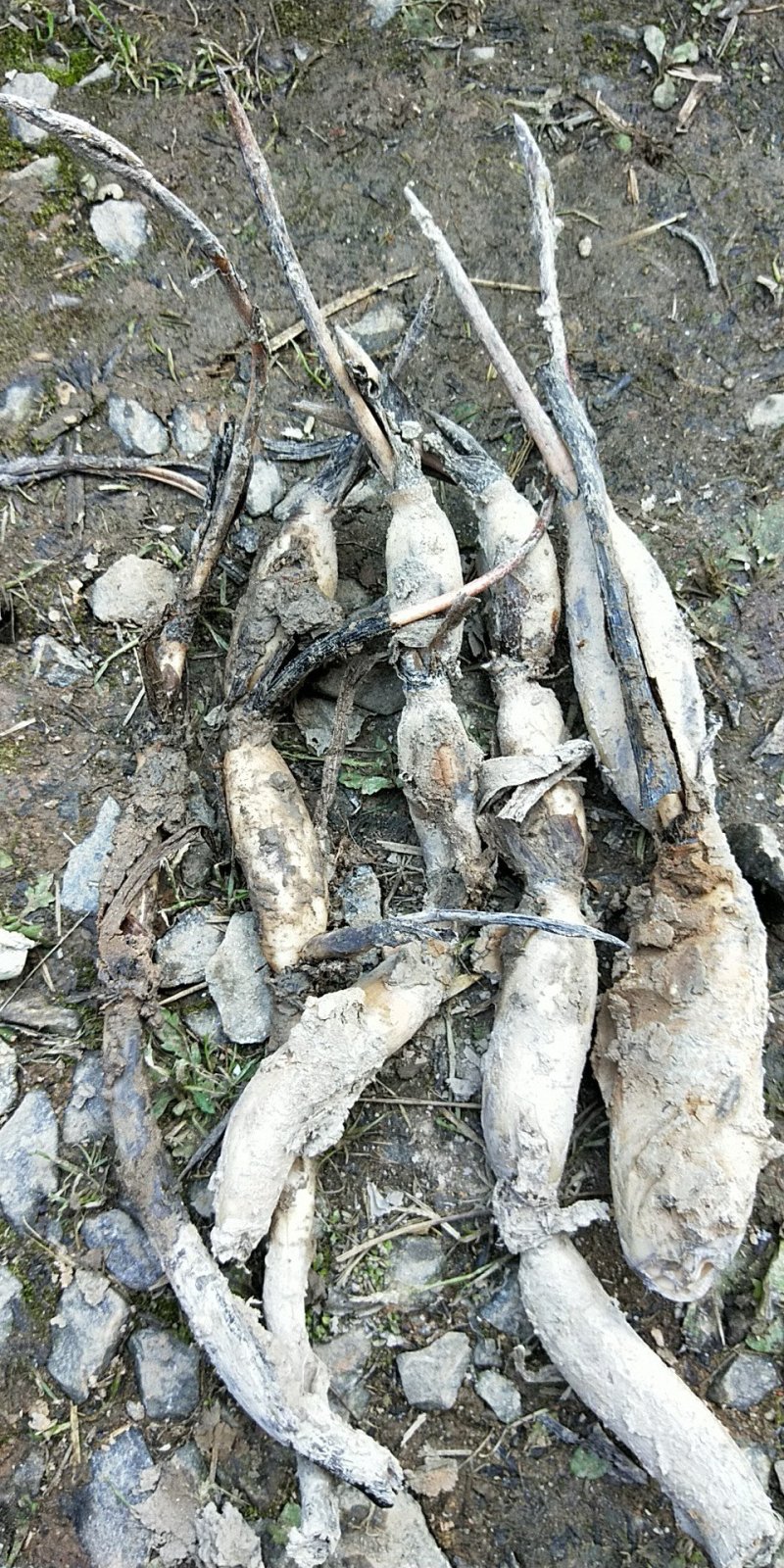 江西省广昌县精品荷花种苗基地直销