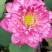 江西省广昌县精品荷花种苗基地直销