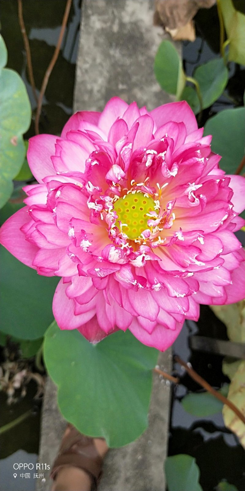 江西省广昌县精品荷花种苗基地直销