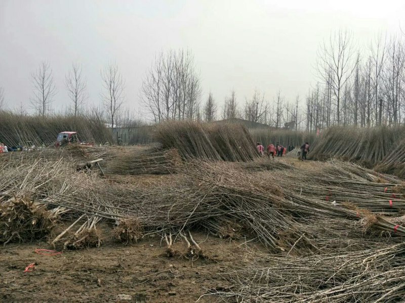 银杏苗银杏树苗占地拆迁苗银杏小苗银杏苗白果苗庭院植物行道