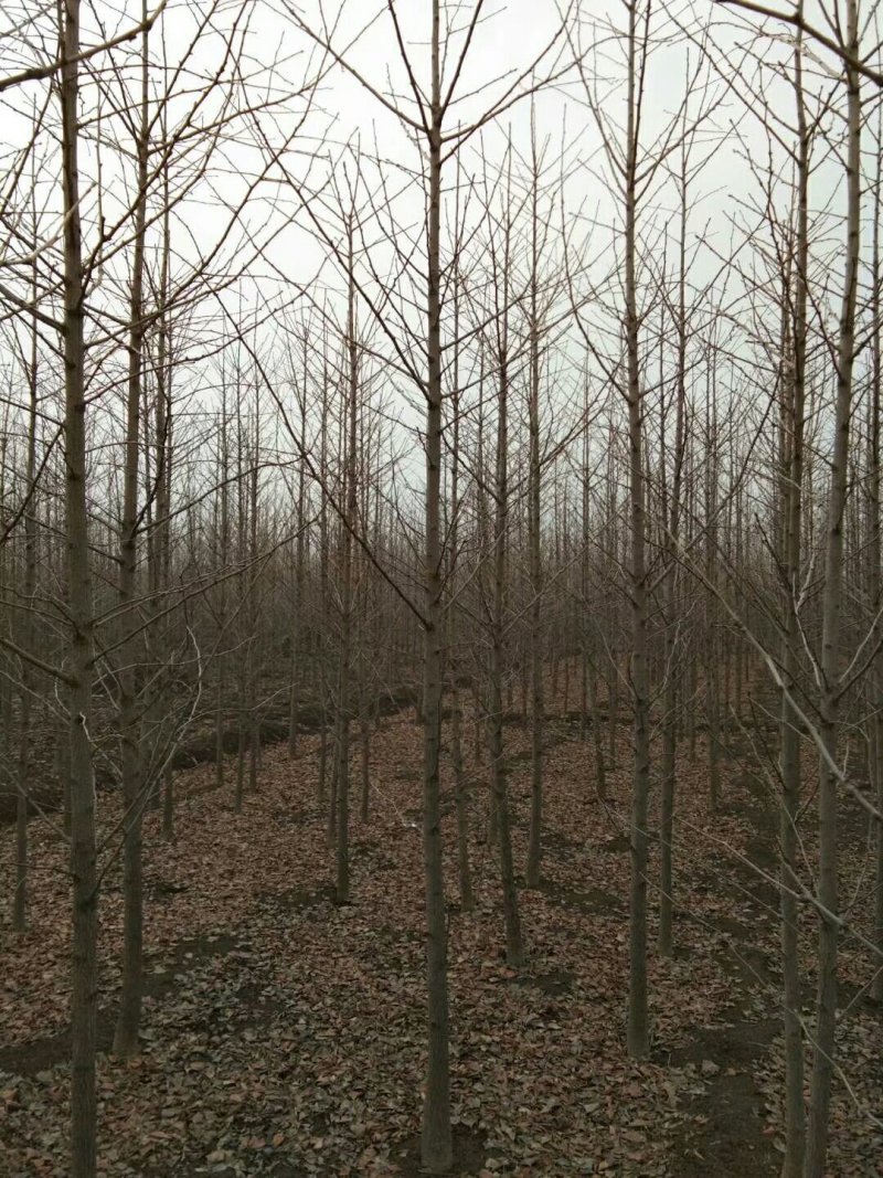 银杏苗银杏树苗占地拆迁苗银杏小苗银杏苗白果苗庭院植物行道