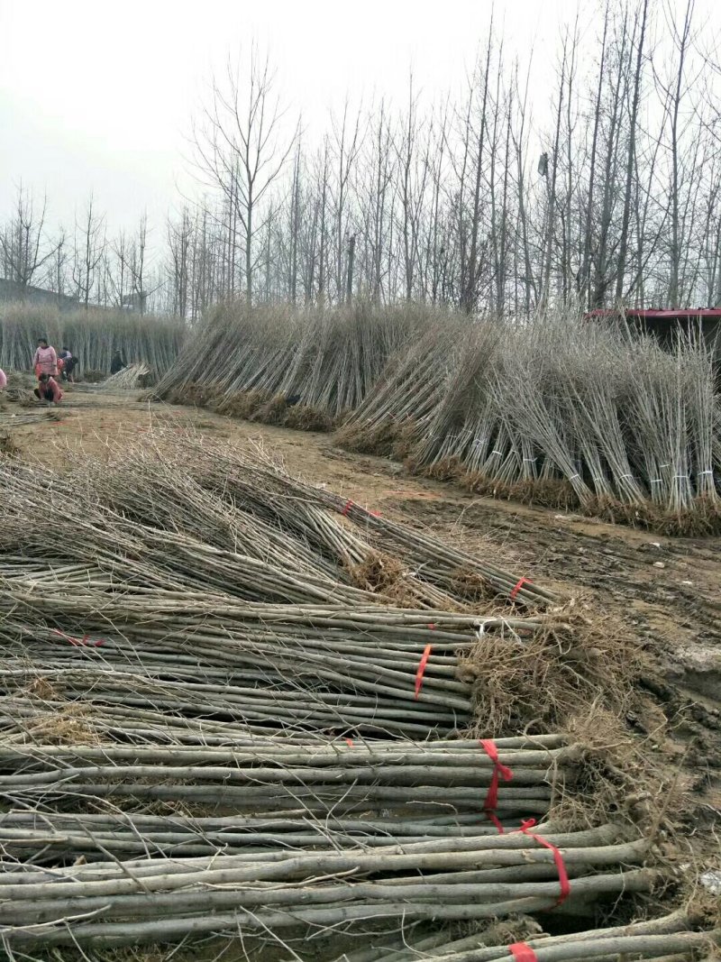 银杏苗银杏树苗占地拆迁苗银杏小苗银杏苗白果苗庭院植物行道