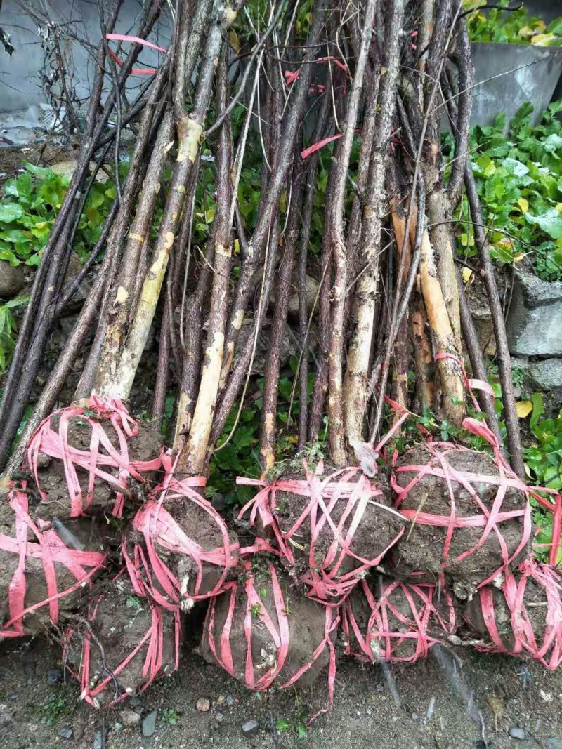 山茱萸农户直销一手货源质量保证诚信经营