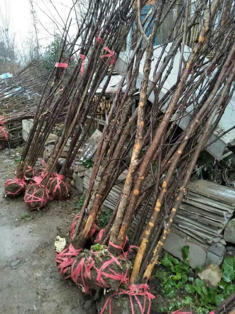 山茱萸农户直销一手货源质量保证诚信经营