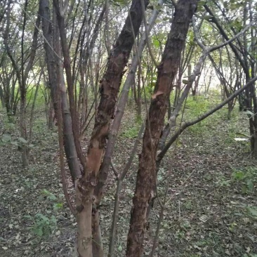 山茱萸农户直销一手货源质量保证诚信经营