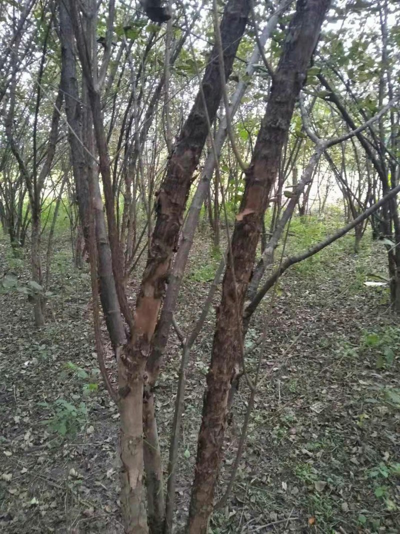 山茱萸农户直销一手货源质量保证诚信经营