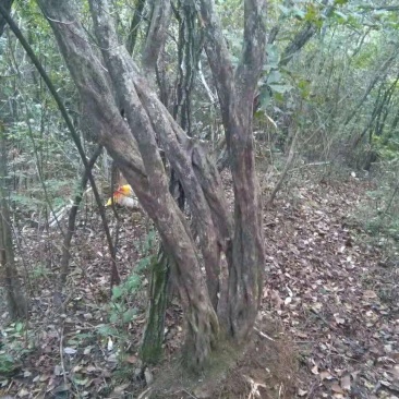 国旗红映山红下山桩