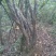 国旗红映山红下山桩