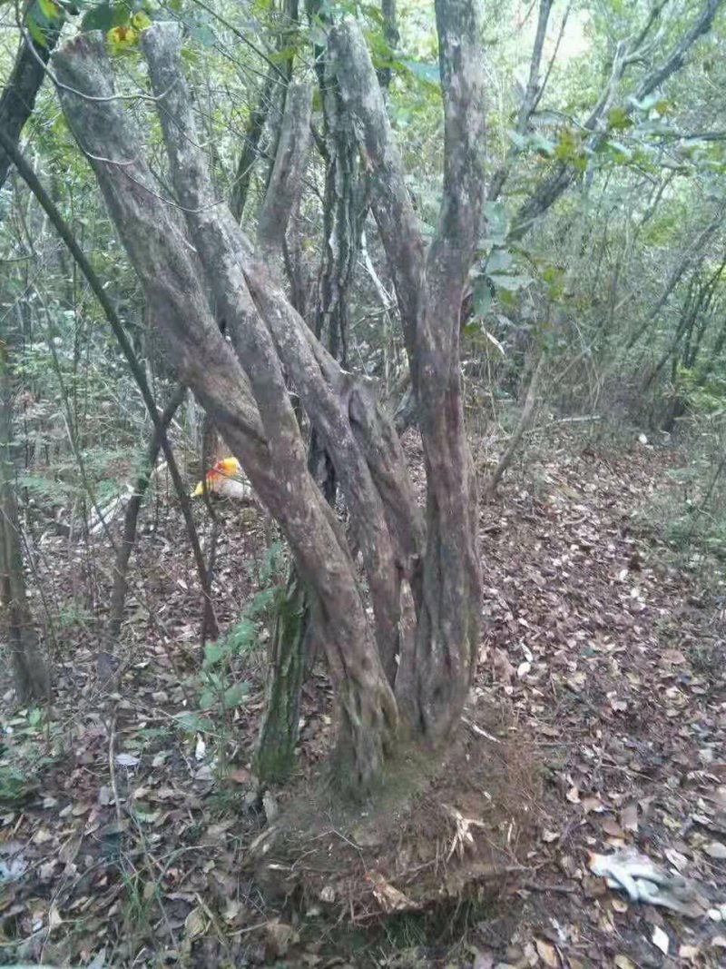 国旗红映山红下山桩