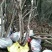 国旗红映山红下山桩