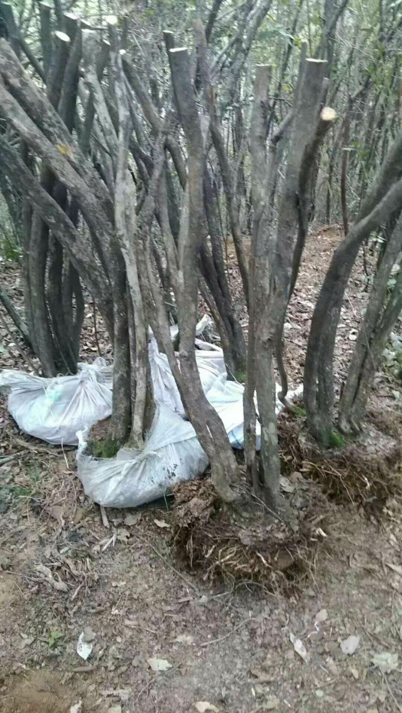 国旗红映山红下山桩