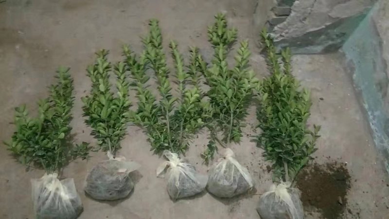 精品大叶黄杨绿篱苗全国供应
