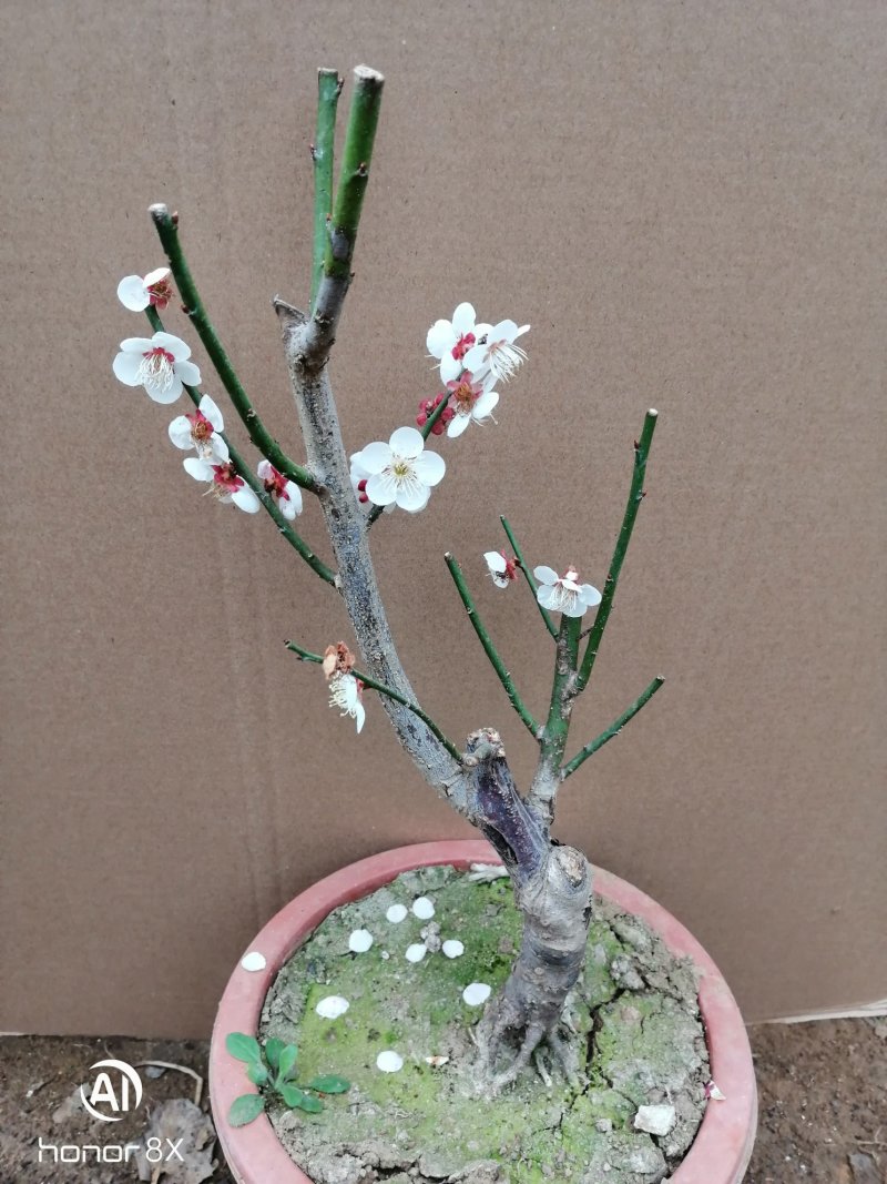 供应各种梅花盆栽，盆景，规格高度50厘米左右，一公分以上