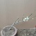 供应各种梅花盆栽，盆景，规格高度50厘米左右，一公分以上