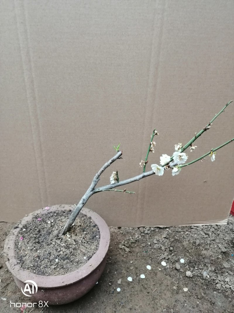 供应各种梅花盆栽，盆景，规格高度50厘米左右，一公分以上