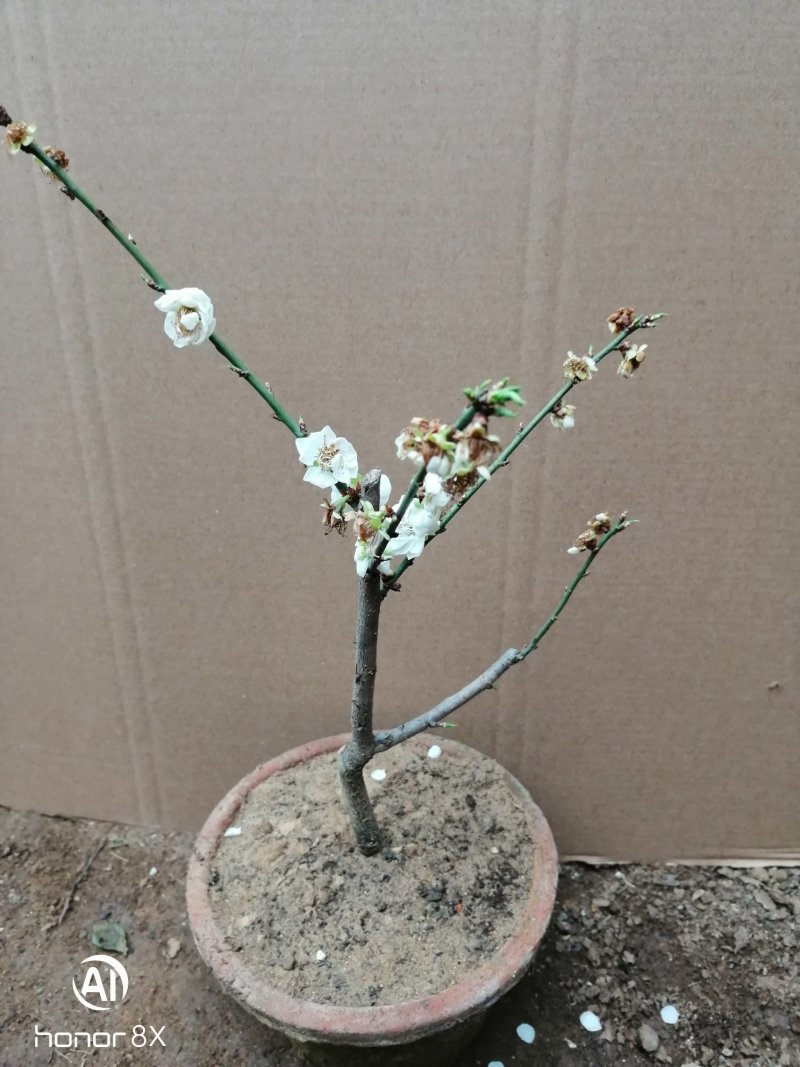 供应各种梅花盆栽，盆景，规格高度50厘米左右，一公分以上