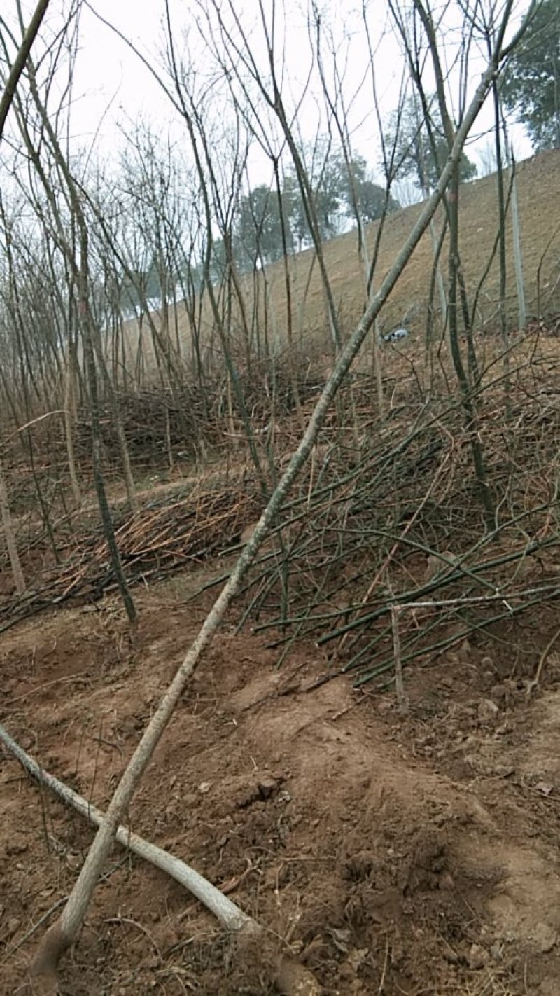 国槐，3到20的老式国槐，