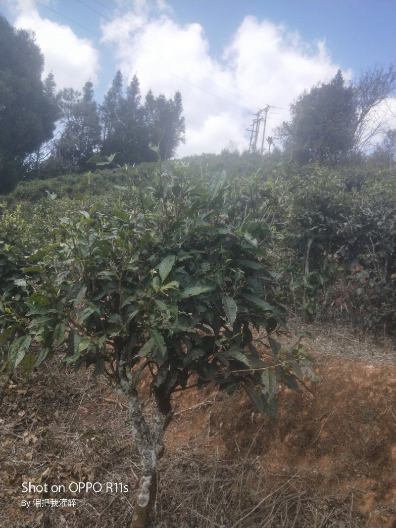 绿茶