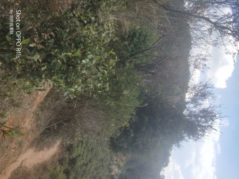 绿茶