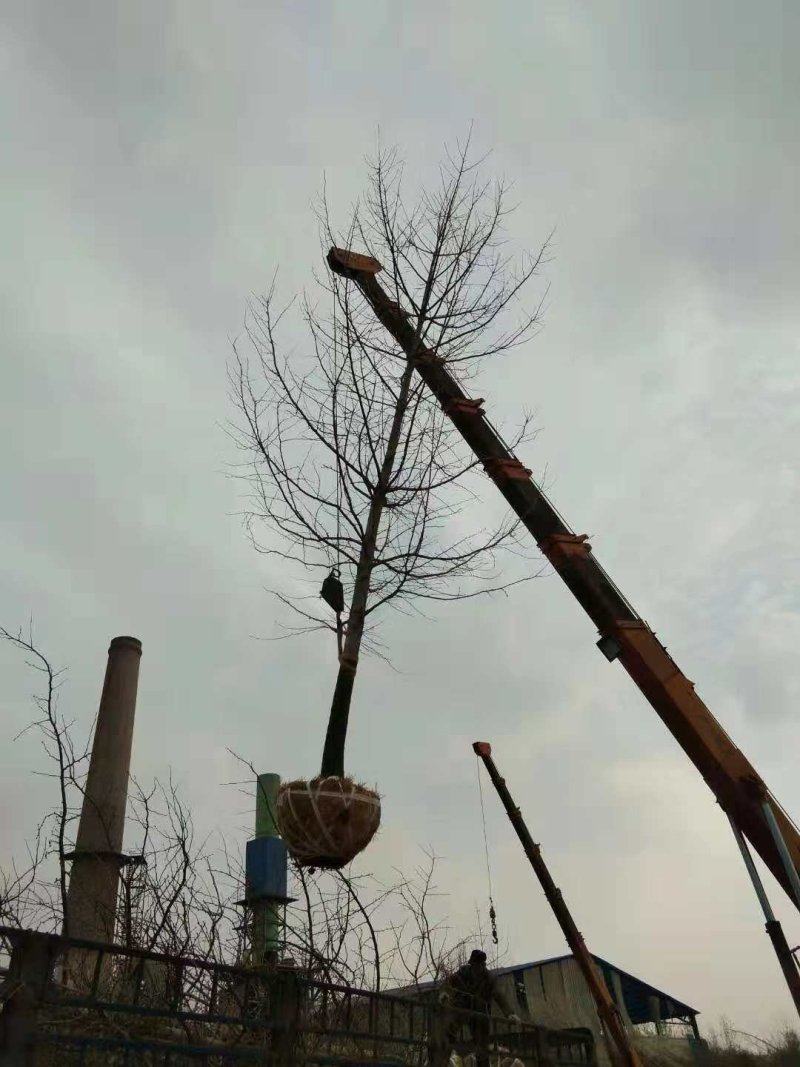 银杏红枫国槐白蜡樱花法桐等绿化苗木1