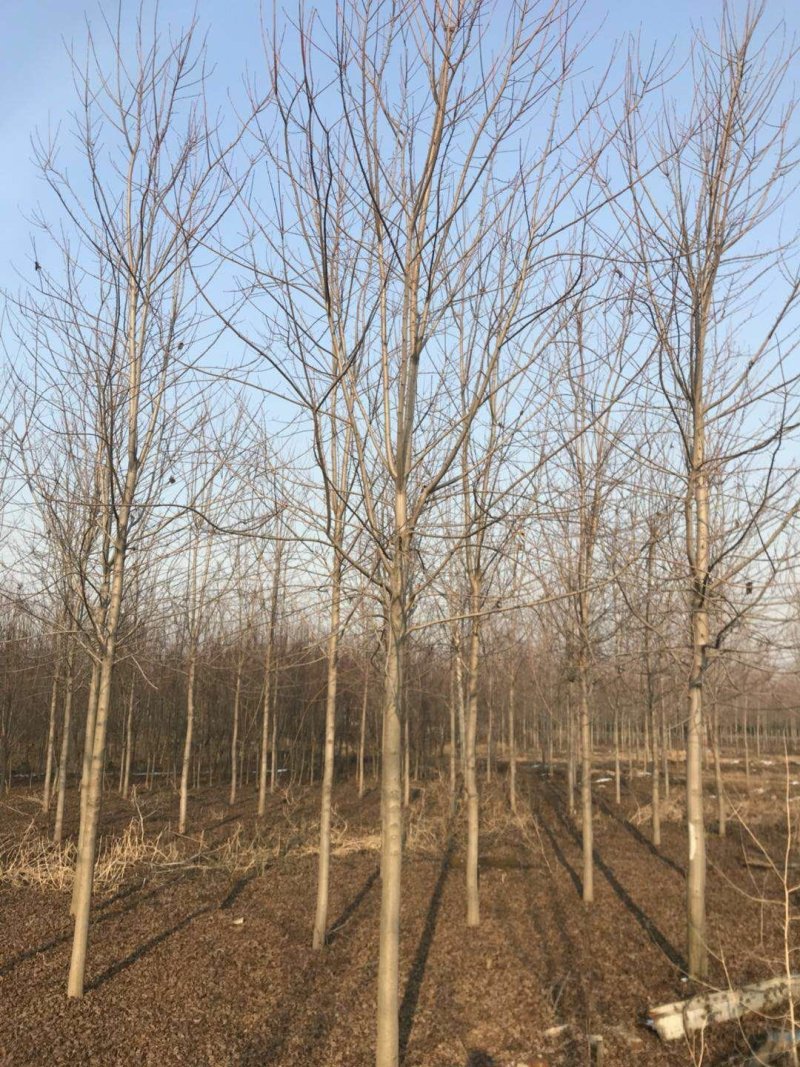 银杏红枫国槐白蜡樱花法桐等绿化苗木1