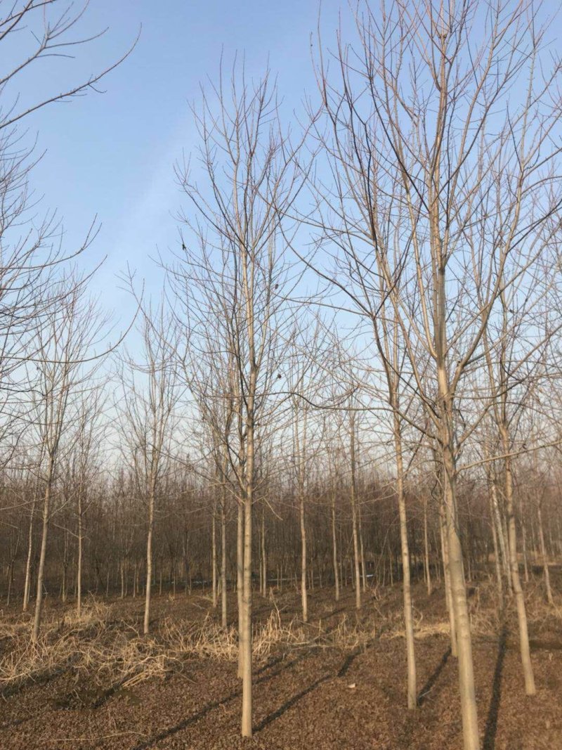 银杏红枫国槐白蜡樱花法桐等绿化苗木1