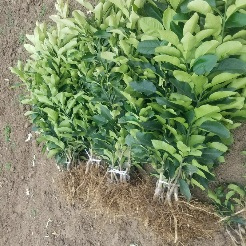 爱媛38苗