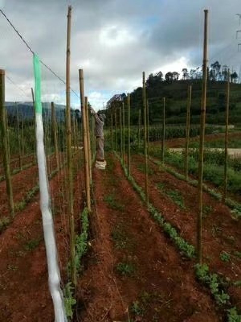 细六股爬藤网适用于长豆角豇豆芸豆荷兰豆四季豆扁豆植物爬藤