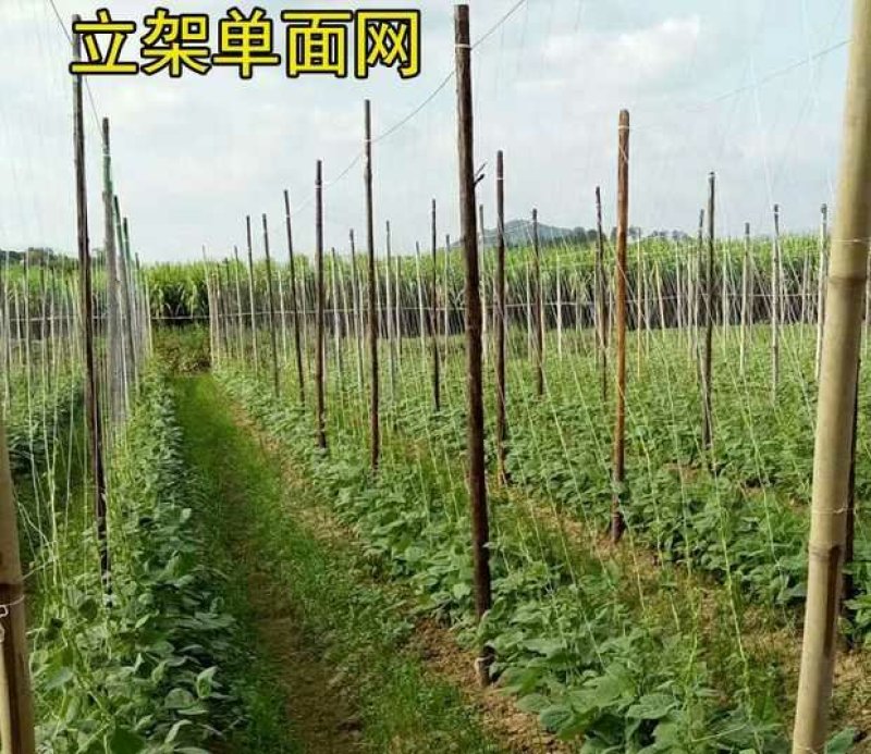 细六股爬藤网适用于长豆角豇豆芸豆荷兰豆四季豆扁豆植物爬藤