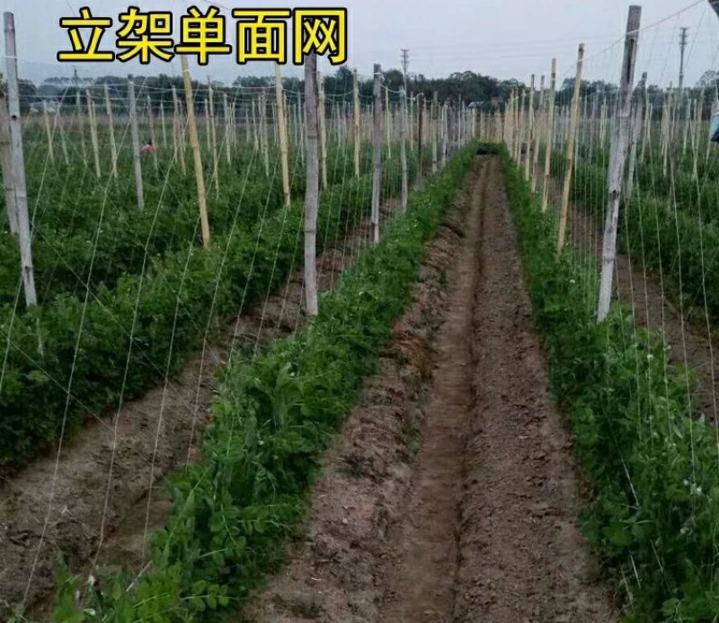 细六股爬藤网适用于长豆角豇豆芸豆荷兰豆四季豆扁豆植物爬藤