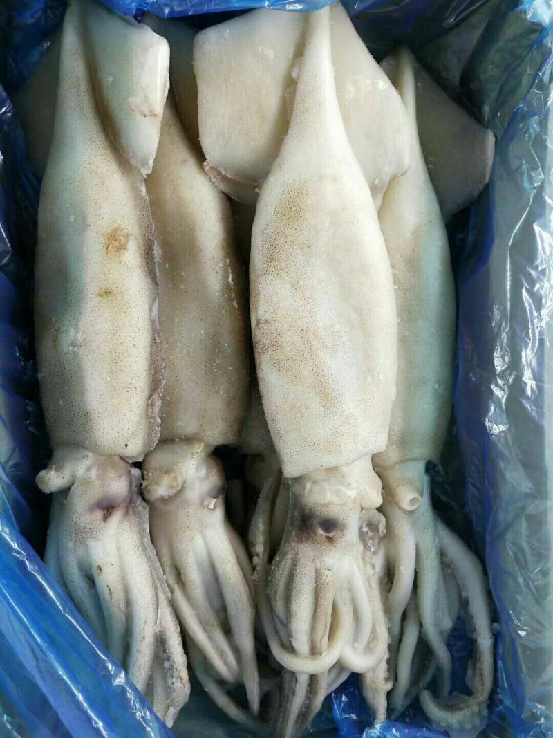 鱿鱼，阿根廷鱿鱼5头，，