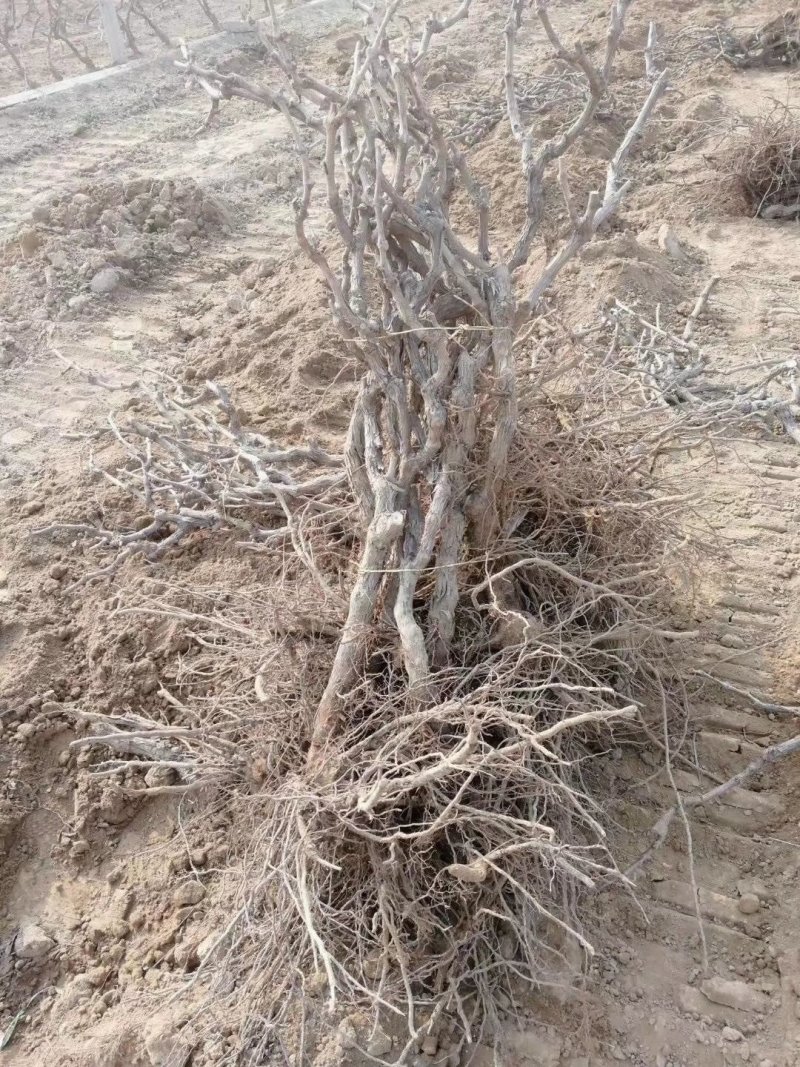 [山西省阳光玫瑰]万亩优质葡萄苗木销售基地