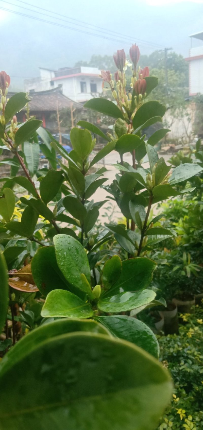 巴西樱桃苗
