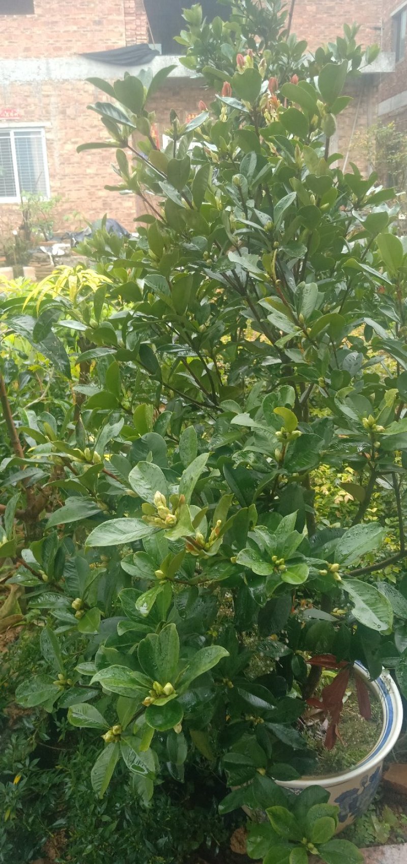 巴西樱桃苗