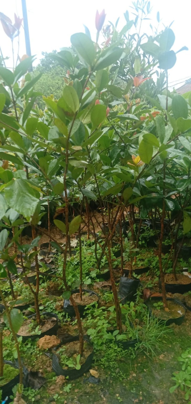 巴西樱桃苗